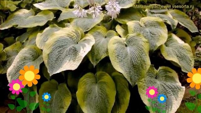 Хоста гибридная Нозен Экспоужэ. Краткий обзор, описание Hosta Hybrida Northem Explosure