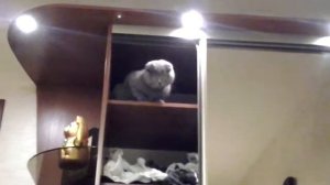 Кошка хочет жрать (смешно)