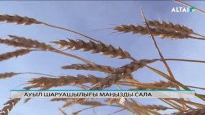 АУЫЛ ШАРУАШЫЛЫҒЫ МАҢЫЗДЫ САЛА