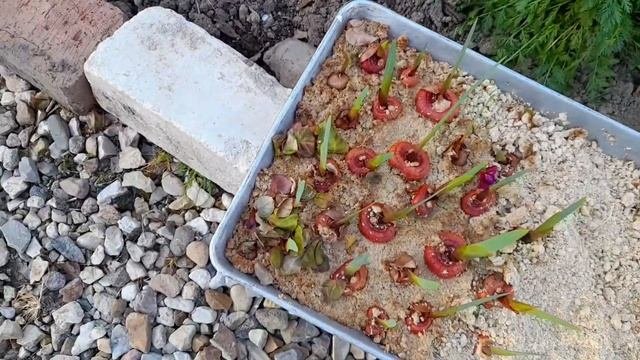 ПОСАДКА ОВОЩНЫХ КУЛЬТУР.