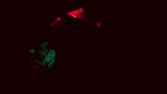 Костер в Лесу