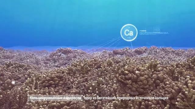 Витамины нутрилайт кальций смотреть онлайн