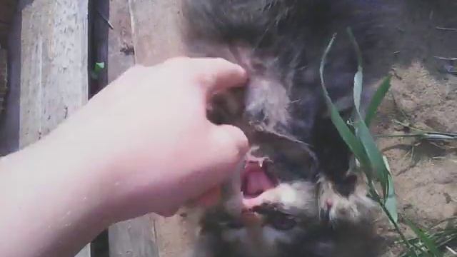 Котенок не ешь меня , пожалуйста!!!!!! смотреть онлайн