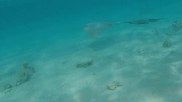 Federschwanz Stechrochen смотреть онлайн