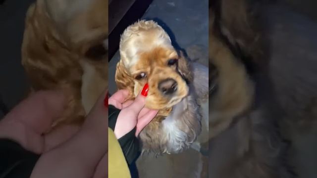 Инкредибл Адмирейшен Валенсия . 1 год. Девочка из предыдущего помета Занзибара и Жени 