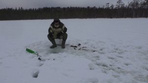 Рыбалка в Карелии на лесном озере!