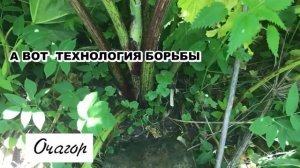 КАК ПОБЕДИТЬ БОРЩЕВИК ОДНИМ УДАРОМ. ПОКАЗЫВАЮ