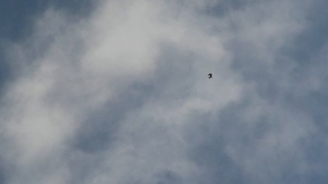 Тренировка СВГ 5.01.2024 г. смотреть онлайн