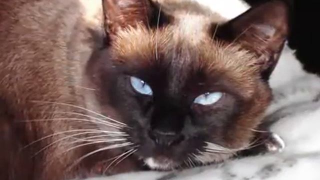 Stray Cat Struts смотреть онлайн