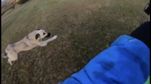 собака напала на мотоциклиста / Kx 125 vs Dog