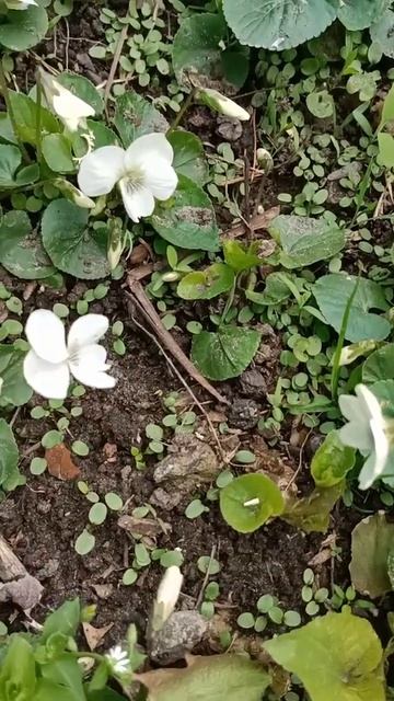 фіалка біла смотреть онлайн