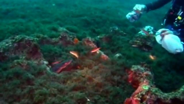 La danza delle murene смотреть онлайн