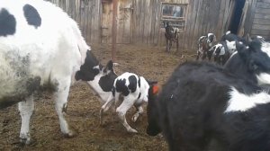 Новорожденный теленок