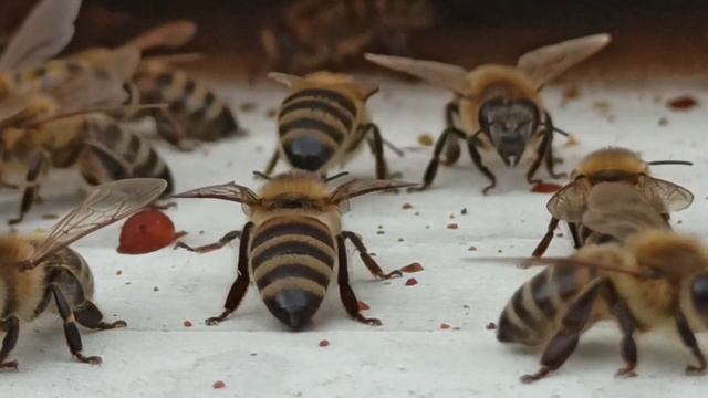 Шмели Пчелы Шершни их Укусы и почему они Жалят смотреть онлайн