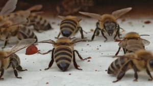 Шмели Пчелы Шершни их Укусы и почему они Жалят