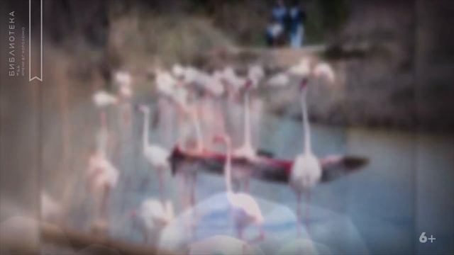 Камарг. Впечатления (6+) смотреть онлайн