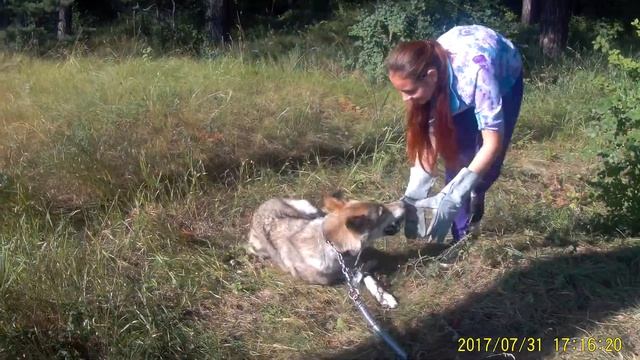 #ВолкВоланд и Агата Ч 1 ДИПЛОМ КУРСОВАЯ 89127939429 смотреть онлайн