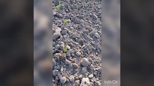 Состояние чеснока 22 марта. Выращивание чеснока. Чесночный бизнес.