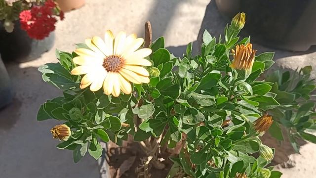 Shrubby Daisy bush|| African daisy || cape margarita|| demorphotheca plant care смотреть онлайн