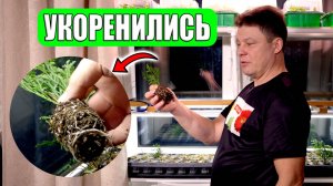 Результат укоренения туи смарагд попытка номер 2