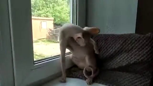 Канадский сфинкс кошечка.