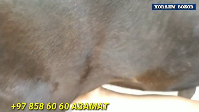 БОГОТ МОЛ БОЗОРИ 7-ИЮЛЬ 2021. ОНА БОЛА СИГИР НАРХЛАРИ  НАРХЛАР КУ́ТАРИЛМОКДА !