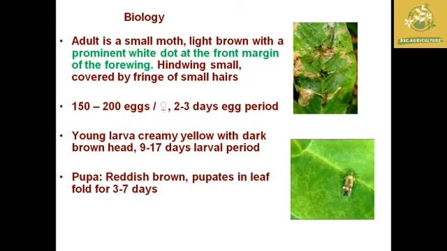Pests of Soybean in Tamil смотреть онлайн