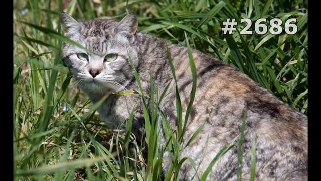 #2686. Коты (В мире животных) смотреть онлайн