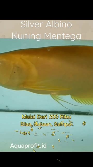 BERAPA HARGA ARWANA SILVER ALBINO? #shorts смотреть онлайн
