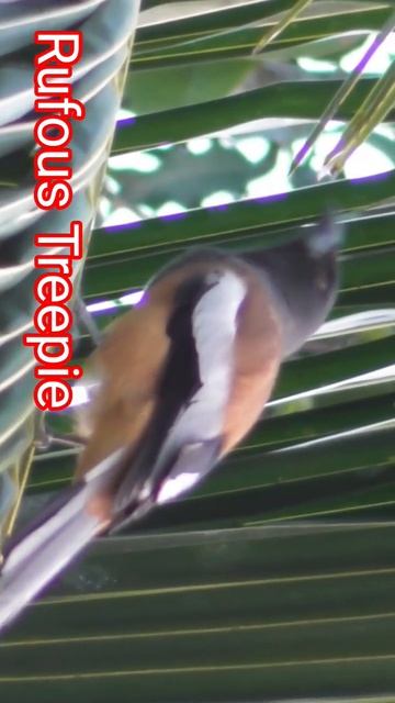 Rufous Treepie | Birdwatching | Wildlife Photography #viral #trending смотреть онлайн