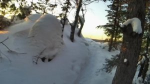 прогулка по лесу.mp4