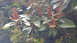 Mallotus philippinensis | Euphorbiaceae | Dioecious | Golden red dye for wool & silk | kumkum plant