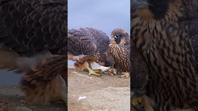 Your feet is tasty? Juvenile peregrine falcon #falcoon #siblings #wildlife #birdofprey #birdlovers