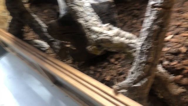 ON CHANGE LE TERRA DE L'Orthriophis Taeniura Friesei / Serpent Ratier Ligné смотреть онлайн