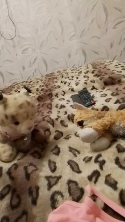 ШПУЛЯ И ЛИАНА КОШКИ ТВ
