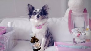 Ветеринарная аптечка для собаки — советы от Софи 🐶💼