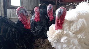 Как обогреть курятник без топления//Куда девать помет//Подстилка с полезными бактерии для кур.