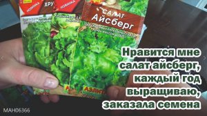 Обзор покупок с маркетплейсов: семена салат айсберг, стевия-сахарозаменитель, гибкое стекло, перлит
