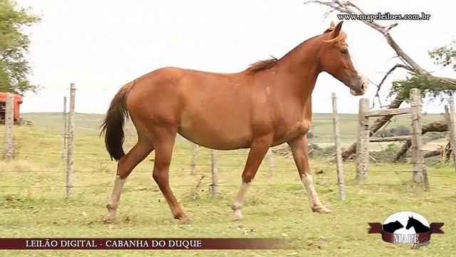 2013 GREDA DA CHICO RITA YouTube sharing смотреть онлайн