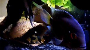 Uaru Amphiacanthoides