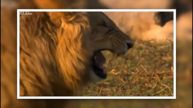 lion laughs LOL Лев смеется заразительный смех  lion laughs LOL