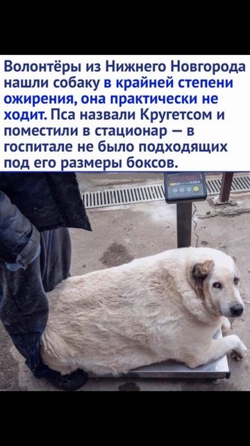 Собака весом 100 килограмм #shorts