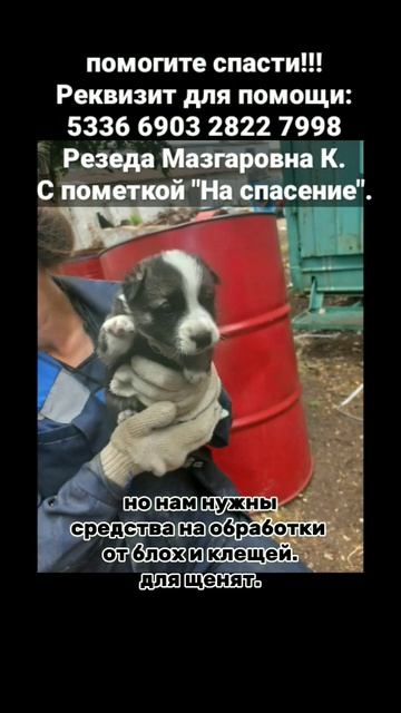 ПОМОГИТЕ спасти щенят и собак от смерти...