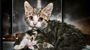 грусное видео кто слабо нервный не смотреть .