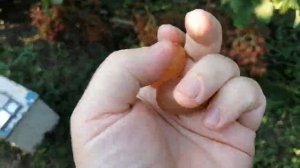 ГФ Аполлон Никопольский(Писанка О.М.) 2021 год