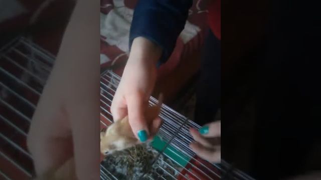 Мышки,песчанки,Маша и Миша.💋💞