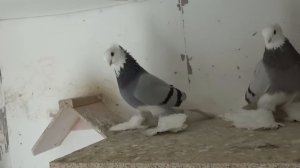 Tauben / Pigeons / Mои голуби/ Рассказываю про масть сизолысых голубей./ 17.03.19