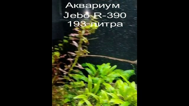 Аквариумы