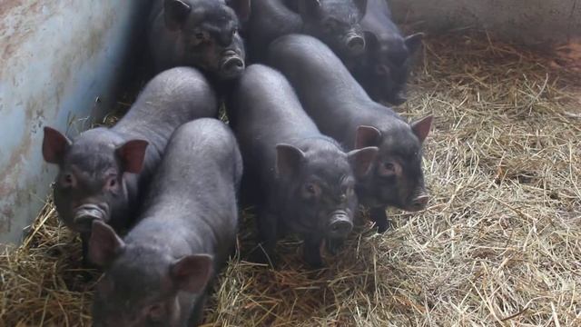 вьетнамские свинки смотреть онлайн