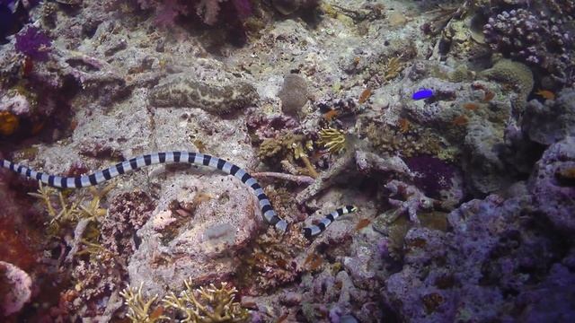 Diving Fiji and Tonga HD